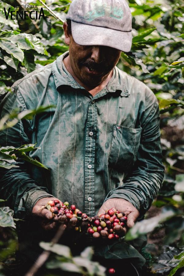 Hacienda Venecia Coffee Farm Hotel San Peregrino Εξωτερικό φωτογραφία