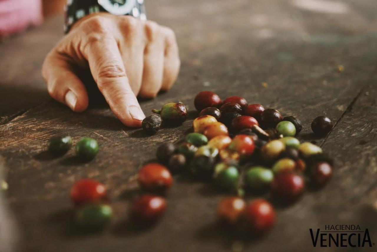 Hacienda Venecia Coffee Farm Hotel San Peregrino Εξωτερικό φωτογραφία